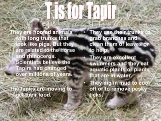 They are hoofed animals with long trunks that look like pigs. But they are related to the horse and rhinoceros. Scientists believe the Tapirs had changed over millions of years.  The tapirs are moving to get their food. They use their trunks to grab branches and clean them of leaves or to help. They are excellent swimmers and they eat aquatic plants or plants that are in water. They dig in mud to cool off or to remove pesky ticks. T is for Tapir 