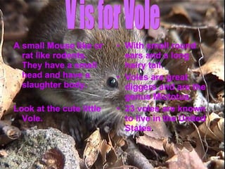 A small Mouse like or rat like rodents. They have a small head and have a slaughter body.  Look at the cute little Vole. With small round ears and a long hairy tail.  Voles are great diggers and are the genus Mictotus. 23 voles are known to live in the United States . V is for Vole 
