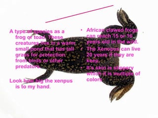 A type of species as a frog or toad. These creatures live in a warm small pond that has tall grass for protection from birds or other predators. Look how big the xenpus is to my hand . African clawed frogs can reach 15 or 16 years old in the wild. The Xenopus can live 20 years if they are keep. It’s skin is slippery which it is multiple of colors . X is for Xenopus 
