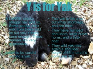 A LARGE, stocky, shaggy hair wild ox. Some people drink milk from these wild ox but only if there tame enough. These animals are very aggressive. I want to be careful around a yak. This yak is like a ox but it has short legs, and are thick. They have humped shoulders, large curve horns, and a thick coat. They wild yak may attain a shoulder height of 65 in and it’s horns are 3ft. Y is for Yak 