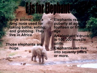 A large animal with a long nose used for taking baths, eating, and grabbing. They live in Africa. Those elephants are huge. Elephants reach   puberty at age fourteen or fifteen of age An elephant’s trunk is 100,000 muscle units. Elephants can live into seventy years or more. E is for Elephant 