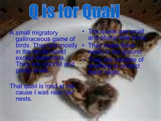 [object Object],[object Object],[object Object],[object Object],[object Object],Q is for Quail 