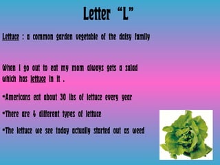 Letter “L” Lettuce  : a common garden vegetable of the daisy family   When I go out to eat my mom always gets a salad which has  lettuce  in it . Americans eat about 30 lbs of lettuce every year  There are 4 different types of lettuce The lettuce we see today actually started out as weed  