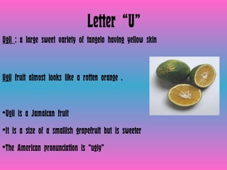 Letter “U” Ugli  : a large sweet variety of tangelo having yellow skin  Ugli  fruit almost looks like a rotten orange .  Ugli is a Jamaican fruit It is a size of a smallish grapefruit but is sweeter The American pronunciation is “ugly” 