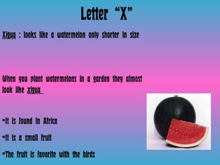 Letter “X” Xigua  : looks like a watermelon only shorter in size  When you plant watermelons in a garden they almost look like  xigua  It is found in Africa It is a small fruit  The fruit is favorite with the birds  