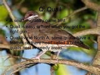 Q: Quail A small migratory game bird. Quail is easy to hunt when you got the right gun. Quail live in North A, some quails have a feather on there head called a bobble, quails nest in weedy areas. 
