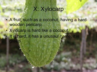 X: Xylocarp A fruit, such as a coconut, having a hard wooden pericarp. Xylocarp is hard like a coconut. It is hard, it has a unusaul name, it is green. 