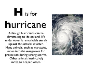 H   is for   h urricane Although hurricanes can be devastating to life on land, life underwater is remarkably sturdy against this natural disaster. Many animals, such as manatees, move into the mangroves for protection during strong storms.  Other animals instinctively move to deeper water. 