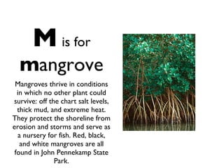 M   is for   m angrove Mangroves thrive in conditions in which no other plant could survive: off the chart salt levels, thick mud, and extreme heat. They protect the shoreline from erosion and storms and serve as a nursery for fish. Red, black, and white mangroves are all found in John Pennekamp State Park. 
