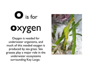 O   is for   o xygen Oxygen is needed for underwater organisms, and much of this needed oxygen is produced by sea grass. Sea grasses play a major role in the underwater ecosystems surrounding Key Largo.  