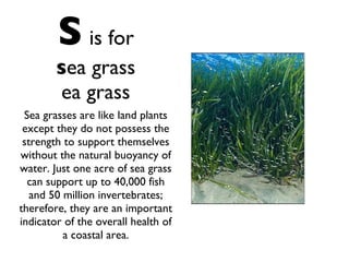 S   is for s ea grass ea grass Sea grasses are like land plants except they do not possess the strength to support themselves without the natural buoyancy of water. Just one acre of sea grass can support up to 40,000 fish and 50 million invertebrates; therefore, they are an important indicator of the overall health of a coastal area. 