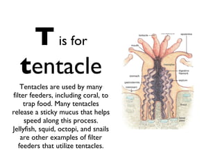 T   is for   t entacle Tentacles are used by many filter feeders, including coral, to trap food. Many tentacles release a sticky mucus that helps speed along this process. Jellyfish, squid, octopi, and snails are other examples of filter feeders that utilize tentacles. 