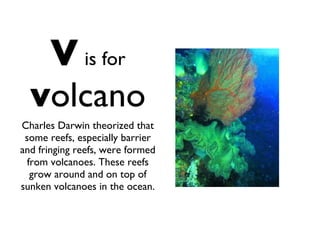 V   is for   v olcano Charles Darwin theorized that some reefs, especially barrier and fringing reefs, were formed from volcanoes. These reefs grow around and on top of sunken volcanoes in the ocean. 