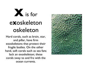 X   is for e x oskeleton oskeleton Hard corals, such as brain, star, and pillar, have firm exoskeletons that protect their fragile bodies. On the other hand, soft corals such as sea fans lack an exoskeleton; these corals sway to and fro with the ocean currents. 