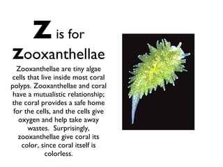 Z   is for   Z ooxanthellae Zooxanthellae are tiny algae cells that live inside most coral polyps. Zooxanthellae and coral have a mutualistic relationship; the coral provides a safe home for the cells, and the cells give oxygen and help take away wastes.  Surprisingly, zooxanthellae give coral its color, since coral itself is colorless. 
