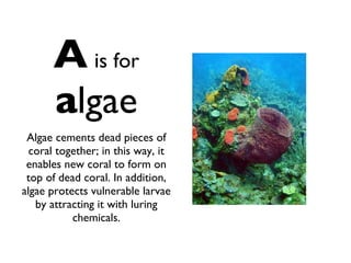 A   is for   a lgae Algae cements dead pieces of coral together; in this way, it enables new coral to form on top of dead coral. In addition, algae protects vulnerable larvae by attracting it with luring chemicals. 