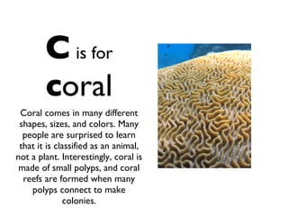 C   is for   c oral Coral comes in many different shapes, sizes, and colors. Many people are surprised to learn that it is classified as an animal, not a plant. Interestingly, coral is made of small polyps, and coral reefs are formed when many polyps connect to make colonies. 