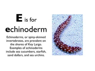 E   is for   e chinoderm Echinoderms, or spiny-skinned invertebrates, are prevalent on the shores of Key Largo. Examples of echinoderms include sea cucumbers, starfish, sand dollars, and sea urchins. 