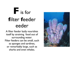 F   is for f ilter  f eeder eeder A filter feeder lazily nourishes itself by straining  food out of surrounding water. Filter feeders can be small, such as sponges and sardines, or remarkably large, such as sharks and even whales. 