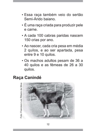 12
• Essa raça também veio do sertão
Semi-Árido baiano.
• É uma raça criada para produzir pele
e carne.
• A cada 100 cabras paridas nascem
150 crias por ano.
• Ao nascer, cada cria pesa em média
2 quilos, e ao ser apartada, pesa
entre 9 e 10 quilos.
• Os machos adultos pesam de 36 a
40 quilos e as fêmeas de 26 a 30
quilos.
Raça Canindé
(manter foto)
Foto:FranciscoLuizRibeirodaSilva
 