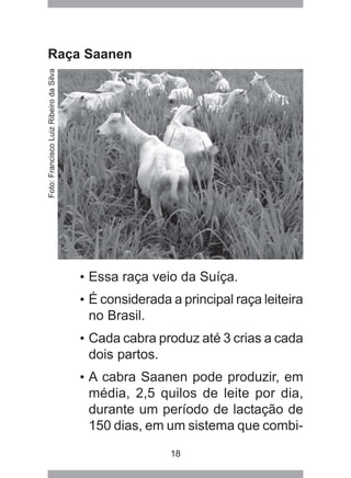 18
Raça Saanen
• Essa raça veio da Suíça.
• É considerada a principal raça leiteira
no Brasil.
• Cada cabra produz até 3 crias a cada
dois partos.
• A cabra Saanen pode produzir, em
média, 2,5 quilos de leite por dia,
durante um período de lactação de
150 dias, em um sistema que combi-
Foto:FranciscoLuizRibeirodaSilva
 