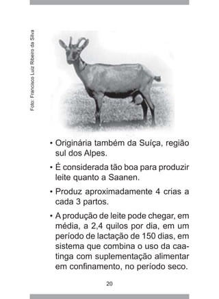 20
• Originária também da Suíça, região
sul dos Alpes.
• É considerada tão boa para produzir
leite quanto a Saanen.
• Produz aproximadamente 4 crias a
cada 3 partos.
• A produção de leite pode chegar, em
média, a 2,4 quilos por dia, em um
período de lactação de 150 dias, em
sistema que combina o uso da caa-
tinga com suplementação alimentar
em confinamento, no período seco.
Foto:FranciscoLuizRibeirodaSilva
 