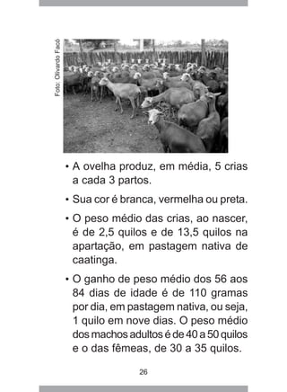 26
• A ovelha produz, em média, 5 crias
a cada 3 partos.
• Sua cor é branca, vermelha ou preta.
• O peso médio das crias, ao nascer,
é de 2,5 quilos e de 13,5 quilos na
apartação, em pastagem nativa de
caatinga.
• O ganho de peso médio dos 56 aos
84 dias de idade é de 110 gramas
por dia, em pastagem nativa, ou seja,
1 quilo em nove dias. O peso médio
dosmachosadultoséde40a50quilos
e o das fêmeas, de 30 a 35 quilos.
Foto:OlivardoFacó
 