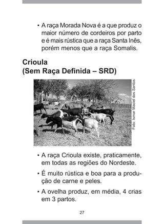 27
• A raça Morada Nova é a que produz o
maior número de cordeiros por parto
e é mais rústica que a raça Santa Inês,
porém menos que a raça Somalis.
Crioula
(Sem Raça Definida – SRD)
Foto:IsmarMacieldosSantos
• A raça Crioula existe, praticamente,
em todas as regiões do Nordeste.
• É muito rústica e boa para a produ-
ção de carne e peles.
• A ovelha produz, em média, 4 crias
em 3 partos.
 