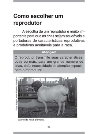 34
Como escolher um
reprodutor
A escolha de um reprodutor é muito im-
portante para que as crias sejam saudáveis e
portadoras de características reprodutivas
e produtivas aceitáveis para a raça.
Atenção!
O reprodutor transmite suas características,
boas ou más, para um grande número de
crias, daí a necessidade de atenção especial
para o reprodutor.
Ovino da raça Somalis.
Foto:RaymundoRizaldoPinheiro
 