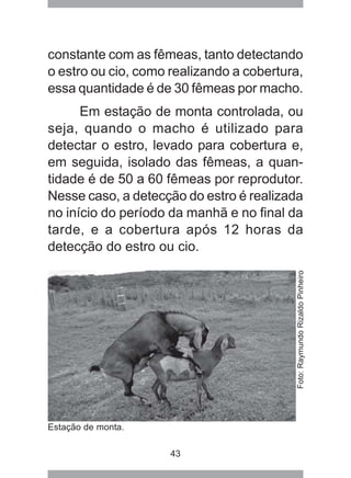 43
constante com as fêmeas, tanto detectando
o estro ou cio, como realizando a cobertura,
essa quantidade é de 30 fêmeas por macho.
Em estação de monta controlada, ou
seja, quando o macho é utilizado para
detectar o estro, levado para cobertura e,
em seguida, isolado das fêmeas, a quan-
tidade é de 50 a 60 fêmeas por reprodutor.
Nesse caso, a detecção do estro é realizada
no início do período da manhã e no final da
tarde, e a cobertura após 12 horas da
detecção do estro ou cio.
Estação de monta.
Foto:RaymundoRizaldoPinheiro
 