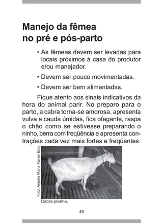 46
Manejo da fêmea
no pré e pós-parto
• As fêmeas devem ser levadas para
locais próximos à casa do produtor
e/ou manejador.
• Devem ser pouco movimentadas.
• Devem ser bem alimentadas.
Fique atento aos sinais indicativos da
hora do animal parir. No preparo para o
parto, a cabra torna-se amorosa, apresenta
vulva e cauda úmidas, fica ofegante, raspa
o chão como se estivesse preparando o
ninho, berra com freqüência e apresenta con-
trações cada vez mais fortes e freqüentes.
Cabra prenhe.
Foto:AngelaMariaXavierEloy
 