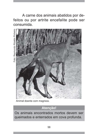 58
A carne dos animais abatidos por de-
feitos ou por artrite encefalite pode ser
consumida.
Animal doente com magreza.
Atenção!
Os animais encontrados mortos devem ser
queimados e enterrados em cova profunda.
Foto:RaymundoRizaldoPinheiro
 