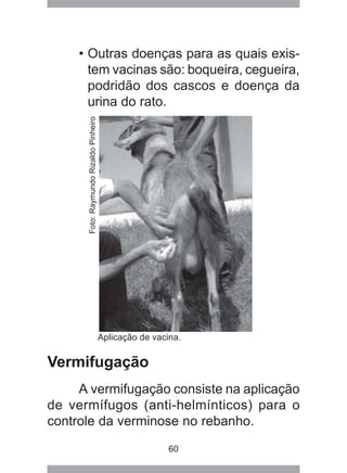 60
• Outras doenças para as quais exis-
tem vacinas são: boqueira, cegueira,
podridão dos cascos e doença da
urina do rato.
Vermifugação
A vermifugação consiste na aplicação
de vermífugos (anti-helmínticos) para o
controle da verminose no rebanho.
Aplicação de vacina.
Foto:RaymundoRizaldoPinheiro
 