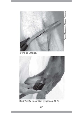 67
Corte do umbigo.
Desinfecção do umbigo com iodo a 10 %.
Fotos:RaymundoRizaldoPinheiro
 