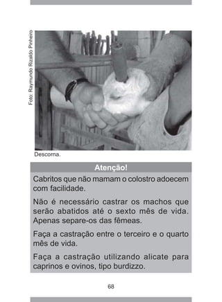 68
Descorna.
Atenção!
Cabritos que não mamam o colostro adoecem
com facilidade.
Não é necessário castrar os machos que
serão abatidos até o sexto mês de vida.
Apenas separe-os das fêmeas.
Faça a castração entre o terceiro e o quarto
mês de vida.
Faça a castração utilizando alicate para
caprinos e ovinos, tipo burdizzo.
Foto:RaymundoRizaldoPinheiro
 