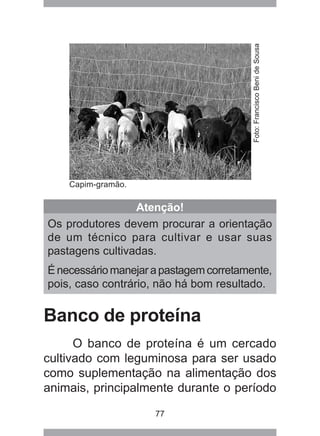 77
Banco de proteína
O banco de proteína é um cercado
cultivado com leguminosa para ser usado
como suplementação na alimentação dos
animais, principalmente durante o período
Capim-gramão.
Atenção!
Os produtores devem procurar a orientação
de um técnico para cultivar e usar suas
pastagens cultivadas.
Énecessáriomanejarapastagemcorretamente,
pois, caso contrário, não há bom resultado.
Foto:FranciscoBenideSousa
 