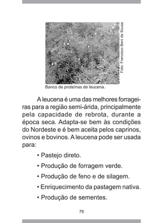 79
A leucena é uma das melhores forragei-
ras para a região semi-árida, principalmente
pela capacidade de rebrota, durante a
época seca. Adapta-se bem às condições
do Nordeste e é bem aceita pelos caprinos,
ovinos e bovinos. Aleucena pode ser usada
para:
• Pastejo direto.
• Produção de forragem verde.
• Produção de feno e de silagem.
• Enriquecimento da pastagem nativa.
• Produção de sementes.
Banco de proteínas de leucena.
Foto:FranciscoBenideSousa
 