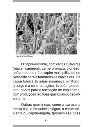 81
O capim-elefante, com várias cultivares
(napier, camerom, camerom-roxo, pioneiro,
anão e outras), é o capim mais utilizado no
Nordeste para a formação de capineiras. Os
capins tobiatã, tanzânia, mombaça, o milheto,
o sorgo e a cana-de-açúcar também podem
ser usados para a formação de capineiras,
com produções tão boas quanto as do capim-
elefante.
Outras gramíneas, como a canarana
erecta lisa, a braquiária d’água, o capim-de-
planta ou capim-angola, também são boas
Capim-tanzânia.
Foto:FranciscoBenideSousa
 