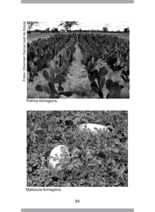 84
Palma-forrageira.
Melancia-forrageira.
Fotos:GhermanGarciaLealdeAraújo
 