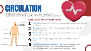 CIRCULATION
PULSE ASSESSMENT: KEY PULSE POINTS
Why Circulation is Assessed: Ensures blood and oxygen supply to organs.
Importance: Helps detect early signs of shock, blood loss, and cardiovascular issues.
Radial Pulse: Checked at the wrist for convenience; good initial indicator of overall
circulation.
Carotid Pulse: Checked at the neck; indicates central circulation and is often
used in emergencies.
Brachial Pulse: Located in the upper arm, useful in infants and blood
pressure assessments.
Femoral Pulse: Found in the groin area; indicates blood flow to the lower
body.
Popliteal, Dorsalis Pedis, and Posterior Tibial Pulses: Located behind the
knee, top of the foot, and inner ankle; assess blood flow to lower
extremities, particularly useful for patients with circulatory issues.
 