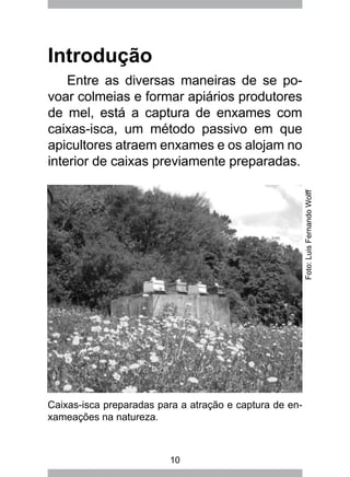 10
Introdução
Entre as diversas maneiras de se po-
voar colmeias e formar apiários produtores
de mel, está a captura de enxames com
caixas-isca, um método passivo em que
apicultores atraem enxames e os alojam no
interior de caixas previamente preparadas.
Caixas-isca preparadas para a atração e captura de en-
xameações na natureza.
Foto:LuisFernandoWolff
 
