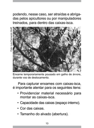 13
podendo, nesse caso, ser atraídas e abriga-
das pelos apicultores ou por manipuladores
treinados, para dentro das caixas-isca.
Para capturar enxames com caixas-isca,
é importante atentar para os seguintes itens:
Providenciar material necessário para•	
montar as caixas-isca.
Capacidade das caixas (espaço interno).•	
Cor das caixas.•	
Tamanho do alvado (abertura).•	
Foto:LuisFernandoWolff
Enxame temporariamente pousado em galho de árvore,
durante voo de deslocamento.
 