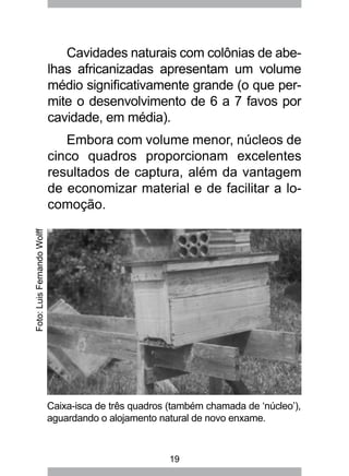 19
Cavidades naturais com colônias de abe-
lhas africanizadas apresentam um volume
médio significativamente grande (o que per-
mite o desenvolvimento de 6 a 7 favos por
cavidade, em média).
Embora com volume menor, núcleos de
cinco quadros proporcionam excelentes
resultados de captura, além da vantagem
de economizar material e de facilitar a lo-
comoção.
Caixa-isca de três quadros (também chamada de ‘núcleo’),
aguardando o alojamento natural de novo enxame.
Foto:LuisFernandoWolff
 