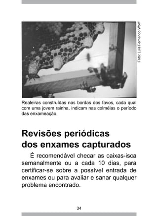 34
Revisões periódicas
dos enxames capturados
É recomendável checar as caixas-isca
semanalmente ou a cada 10 dias, para
certificar-se sobre a possível entrada de
enxames ou para avaliar e sanar qualquer
problema encontrado.
Realeiras construídas nas bordas dos favos, cada qual
com uma jovem rainha, indicam nas colméias o período
das enxameação.
Foto:LuisFernandoWolff
 