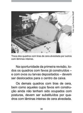36
Na oportunidade da primeira revisão, to-
dos os quadros com favos já construídos –
e com ovos ou larvas depositados – devem
ser deslocados para o centro da caixa.
Os demais quadros com tiras de cera,
bem como aqueles cujos favos em constru-
ção ainda não tenham sido ocupados com
posturas, devem ser substituídos por qua-
dros com lâminas inteiras de cera alveolada.
Troca dos quadros com tiras de cera alveolada por outros
com lâminas inteiras.
Foto:LuisFernandoWolff
 