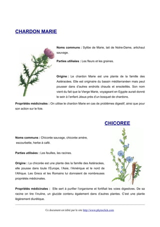 CHARDON MARIE
Noms communs : Sylibe de Marie, lait de Notre-Dame, artichaut
sauvage.
Parties utilisées : Les fleurs et les graines.
Origine : Le chardon Marie est une plante de la famille des
Astéracées. Elle est originaire du bassin méditerranéen mais peut
pousser dans d’autres endroits chauds et ensoleillés. Son nom
vient du fait que la Vierge Marie, voyageant en Egypte aurait donné
le sein à l’enfant Jésus près d’un bosquet de chardons.
Propriétés médicinales : On utilise le chardon Marie en cas de problèmes digestif, ainsi que pour
son action sur le foie.
CHICOREE
Noms communs : Chicorée sauvage, chicorée amère,
escourbette, herbe à café.
Parties utilisées : Les feuilles, les racines.
Origine : La chicorée est une plante des la famille des Astéracées,
elle pousse dans toute l’Europe, l’Asie, l’Amérique et le nord de
l’Afrique. Les Grecs et les Romains lui donnaient de nombreuses
propriétés médicinales.
Propriétés médicinales : Elle sert à purifier l’organisme et fortifiait les voies digestives. De sa
racine on tire l’inuline, un glucide contenu également dans d’autres plantes. C’est une plante
légèrement diurétique.
Ce document est édité par le site http://www.phytoclick.com
 