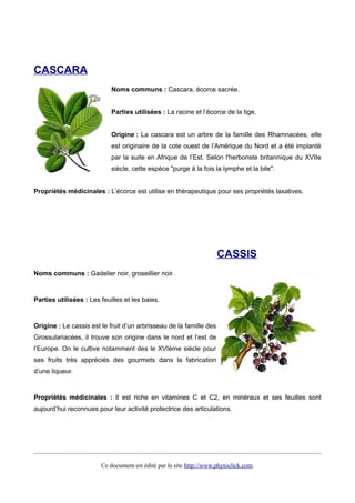 CASCARA
Noms communs : Cascara, écorce sacrée.
Parties utilisées : La racine et l’écorce de la tige.
Origine : La cascara est un arbre de la famille des Rhamnacées, elle
est originaire de la cote ouest de l’Amérique du Nord et a été implanté
par la suite en Afrique de l’Est. Selon l'herboriste britannique du XVIIe
siècle, cette espèce "purge à la fois la lymphe et la bile".
Propriétés médicinales : L’écorce est utilise en thérapeutique pour ses propriétés laxatives.
CASSIS
Noms communs : Gadelier noir, groseillier noir.
Parties utilisées : Les feuilles et les baies.
Origine : Le cassis est le fruit d’un arbrisseau de la famille des
Grossulariacées, il trouve son origine dans le nord et l’est de
l’Europe. On le cultive notamment des le XVIème siècle pour
ses fruits très appréciés des gourmets dans la fabrication
d’une liqueur.
Propriétés médicinales : Il est riche en vitamines C et C2, en minéraux et ses feuilles sont
aujourd’hui reconnues pour leur activité protectrice des articulations.
Ce document est édité par le site http://www.phytoclick.com
 