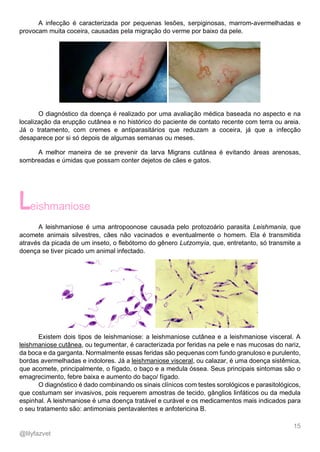 15
@lilyfazvet
A infecção é caracterizada por pequenas lesões, serpiginosas, marrom-avermelhadas e
provocam muita coceira, causadas pela migração do verme por baixo da pele.
O diagnóstico da doença é realizado por uma avaliação médica baseada no aspecto e na
localização da erupção cutânea e no histórico do paciente de contato recente com terra ou areia.
Já o tratamento, com cremes e antiparasitários que reduzam a coceira, já que a infecção
desaparece por si só depois de algumas semanas ou meses.
A melhor maneira de se prevenir da larva Migrans cutânea é evitando áreas arenosas,
sombreadas e úmidas que possam conter dejetos de cães e gatos.
eishmaniose
A leishmaniose é uma antropoonose causada pelo protozoário parasita Leishmania, que
acomete animais silvestres, cães não vacinados e eventualmente o homem. Ela é transmitida
através da picada de um inseto, o flebótomo do gênero Lutzomyia, que, entretanto, só transmite a
doença se tiver picado um animal infectado.
Existem dois tipos de leishmaniose: a leishmaniose cutânea e a leishmaniose visceral. A
leishmaniose cutânea, ou tegumentar, é caracterizada por feridas na pele e nas mucosas do nariz,
da boca e da garganta. Normalmente essas feridas são pequenas com fundo granuloso e purulento,
bordas avermelhadas e indolores. Já a leishmaniose visceral, ou calazar, é uma doença sistêmica,
que acomete, principalmente, o fígado, o baço e a medula óssea. Seus principais sintomas são o
emagrecimento, febre baixa e aumento do baço/ fígado.
O diagnóstico é dado combinando os sinais clínicos com testes sorológicos e parasitológicos,
que costumam ser invasivos, pois requerem amostras de tecido, gânglios linfáticos ou da medula
espinhal. A leishmaniose é uma doença tratável e curável e os medicamentos mais indicados para
o seu tratamento são: antimoniais pentavalentes e anfotericina B.
 