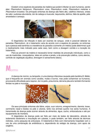 17
@lilyfazvet
Existem cinco espécies de parasitas da malária que podem infectar os sers humanos, sendo
eles: Plasmodium falciparum, Plasmodium vivax, Plasmodium ovale, Plasmodium malariae e
Plasmodium knowlesi. Os principais sintomas da doença são febre alta, calafrios intensos, ondas
de calor, sudorese abundante, dor de cabeça e muscular, taquicardia, delírios, falta de apetite, pele
amarelada e cansaço.
O diagnóstico da infecção é dado por exames de sangue, onde é possível detectar os
parasitas Plasmodium. Já o tratamento varia de acordo com a espécie do parasita, os sintomas
que a pessoa está sentindo e a resistência do parasita e somente um médico pode determinar qual
o medicamento mais indicado para cada caso, bem como a dosagem correta e a duração do
tratamento.
Para se prevenir da malária é necessário tomar medidas de prevenção individuais, como o
uso de inseticidas, mosqueteiros, telas em portas e janela, e de prevenção coletiva, como aterros,
controle da vegetação aquática, drenagem e saneamento básico.
ormo
A doença de mormo, ou lamparão, é uma doença infecciosa causada pela bactéria B. Mallei,
que é frequente em animais como cavalos, mulas e burros, mas pode contaminar os humanos,
provocando dificuldade para respirar, dor no peito, pneumonia, derrame pleural e também formando
feridas na pele e mucosas.
Os seus principais sintomas são febre, enjoo, suor noturno, emagrecimento, diarreia, tosse,
corrimento nasal e lesões na pele e ulceras, tanto nos animais quanto nos seres humanos. A
transmissão da doença pode ocorrer através de alimentos, água, cocho, embocaduras e até por
equipamento de montaria.
O diagnóstico da doença pode ser feito por meio de testes de laboratório, através do
isolamento bacteriano e inoculação em cobaias, e pode também, ser feito através de técnicas
indiretas, como pesquisa de anticorpos. O tratamento é feito com internamento hospitalar com o
uso de uma combinação de antibióticos e, dependendo do estágio da doença, com apoio de
oxigênio.
 