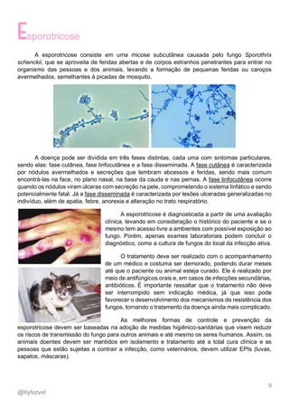 9
@lilyfazvet
sporotricose
A esporotricose consiste em uma micose subcutânea causada pelo fungo Sporothrix
schenckii, que se aproveita de feridas abertas e de corpos estranhos penetrantes para entrar no
organismo das pessoas e dos animais, levando a formação de pequenas feridas ou caroços
avermelhados, semelhantes à picadas de mosquito.
A doença pode ser dividida em três fases distintas, cada uma com sintomas particulares,
sendo elas: fase cutânea, fase linfocutânea e a fase disseminada. A fase cutânea é caracterizada
por nódulos avermelhados e secreções que lembram abcessos e feridas, sendo mais comum
encontrá-las na face, no plano nasal, na base da cauda e nas pernas. A fase linfocutânea ocorre
quando os nódulos viram úlceras com secreção na pele, comprometendo o sistema linfático e sendo
potencialmente fatal. Já a fase disseminada é caracterizada por lesões ulceradas generalizadas no
indivíduo, além de apatia, febre, anorexia e alteração no trato respiratório.
A esporotricose é diagnosticada a partir de uma avaliação
clínica, levando em consideração o histórico do paciente e se o
mesmo tem acesso livre a ambientes com possível exposição ao
fungo. Porém, apenas exames laboratoriais podem concluir o
diagnóstico, como a cultura de fungos do local da infecção ativa.
O tratamento deve ser realizado com o acompanhamento
de um médico e costuma ser demorado, podendo durar meses
até que o paciente ou animal esteja curado. Ele é realizado por
meio de antifúngicos orais e, em casos de infecções secundárias,
antibióticos. É importante ressaltar que o tratamento não deve
ser interrompido sem indicação médica, já que isso pode
favorecer o desenvolvimento dos mecanismos de resistência dos
fungos, tornando o tratamento da doença ainda mais complicado.
As melhores formas de controle e prevenção da
esporotricose devem ser baseadas na adoção de medidas higiênico-sanitárias que visem reduzir
os riscos de transmissão do fungo para outros animais e até mesmo os seres humanos. Assim, os
animais doentes devem ser mantidos em isolamento e tratamento até a total cura clínica e as
pessoas que estão sujeitas a contrair a infecção, como veterinários, devem utilizar EPIs (luvas,
sapatos, máscaras).
 